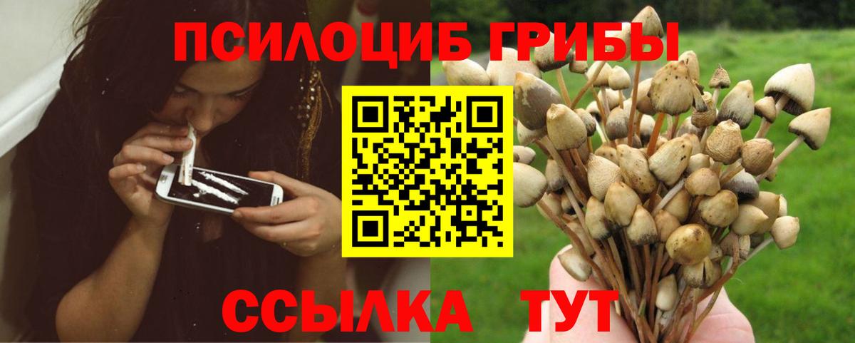 Псилоцибиновые грибы Psilocybine cubensis Когалым